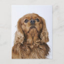 Search for looking up postcards Dog