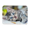 Search for blue eye magnets Kitten