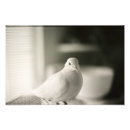 Search for black and white bird art Photography