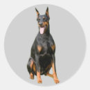 Search for dobie stickers Puppy