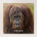 Search for orangutan gifts Pongo pygmaeus