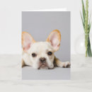 Search for lying down cards Pets