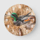 Search for duck clocks Mallard