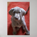Search for pointer posters Animals