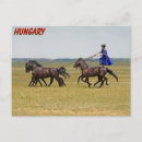 Search for horsemanship Horses