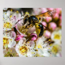 Search for save bees posters Flowers