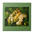 Search for wild rose tiles White