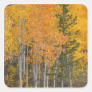 Search for aspen tree stickers Fall