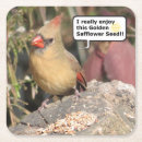 Search for cardinal barware Nature