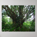 Search for banyan posters Tropical