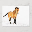 Search for buckskin postcards Snow