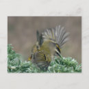 Search for kinglets Animal