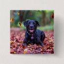 Search for labrador badges Puppy