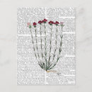 Search for vintage flower postcards Italian