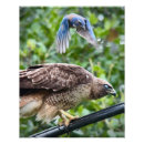 Search for red tail hawk art Animals