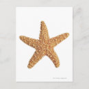 Search for isolated postcards Animal