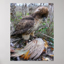 Search for red tail hawk art Raptor