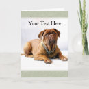 Search for mastiffs cards Dog