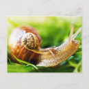 Search for slug postcards Wildlife