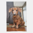 Search for dachshund tea towels Animal