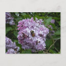 Search for bumble postcards Lilac