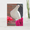 Search for white dove Beautiful