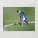 Search for blue swallow postcards Nature