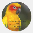 Search for avians stickers Parrot