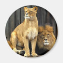 Search for lioness magnets Couple