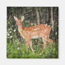 Search for cute fawn magnets Wildlife