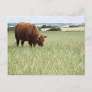 Search for grazing cows postcards Outdoors