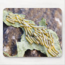 Search for cabbage mousepads Butterfly