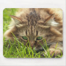 Search for pretty kitty electronics Cat