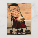 Search for off leash Pets