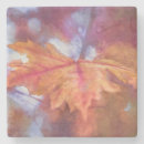 Search for autumn leaf coasters Trees