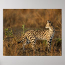 Search for game reserve art Joe