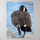 Search for canada goose posters Waterfowl