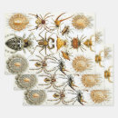 Search for arachnids gift wrap Halloween