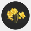Search for jonquil flower stickers Daffodil