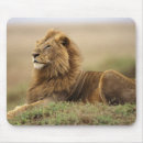 Search for panthera leo electronics Masai mara