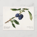 Search for plums postcards Vintage