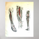 Search for medical illustration posters Anatomy
