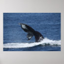 Search for fluke posters Humpback