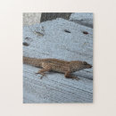 Search for lizard puzzles Nature
