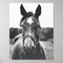 Search for black and white horse art Equestrian