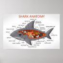 Search for anatomy posters Chart