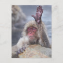Search for japanese snow monkeys postcards Animals in the wild