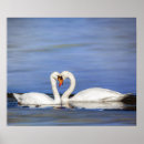 Search for swan love posters Bird