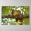 Search for squirrel posters Cute