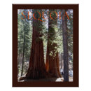 Search for sequoia posters Kings canyon